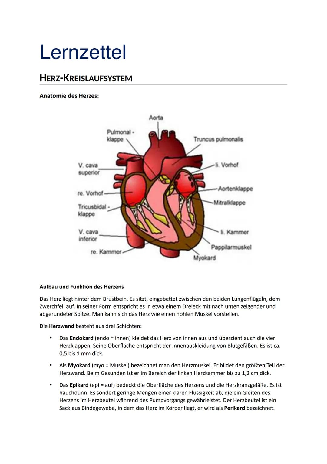 # Lernzettel
HERZ-KREISLAUFSYSTEM
Anatomie des Herzes:
Aorta
Pulmonal-
klappe
V. cava
superior
re. Vorhof-
Tricusbidal
Klappe
V. cav