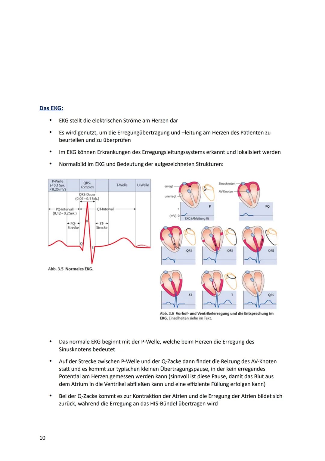 # Lernzettel
HERZ-KREISLAUFSYSTEM
Anatomie des Herzes:
Aorta
Pulmonal-
klappe
V. cava
superior
re. Vorhof-
Tricusbidal
Klappe
V. cav