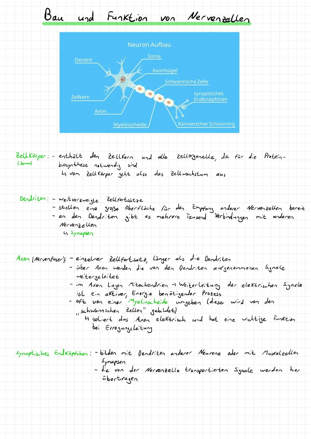 Aufnahme, Weitergabe und Verarbeitung von Informationen
→Kommunikation im Immunsystem
→Hormonsystem
→Informationsaufnahme und -verarbeitu