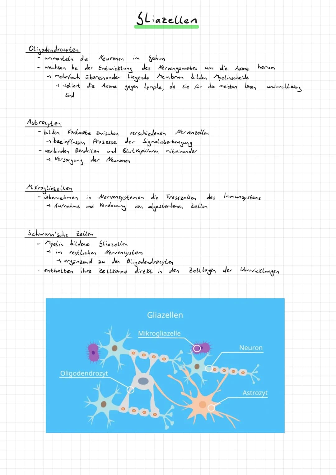 Aufnahme, Weitergabe und Verarbeitung von Informationen
→Kommunikation im Immunsystem
→Hormonsystem
→Informationsaufnahme und -verarbeitu