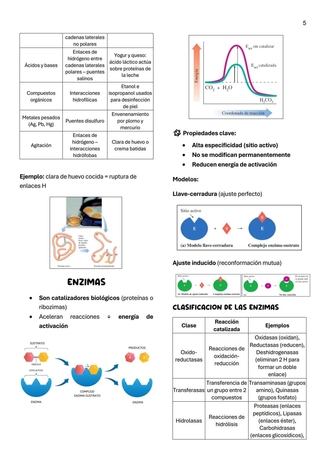 Unidad 5
AMINOACIDOS
AMINOACIDOS POLARES NEUTROS
1
Definición:
Moléculas orgánicas que forman las proteínas.
Tienen unido al Ca al menos:
*