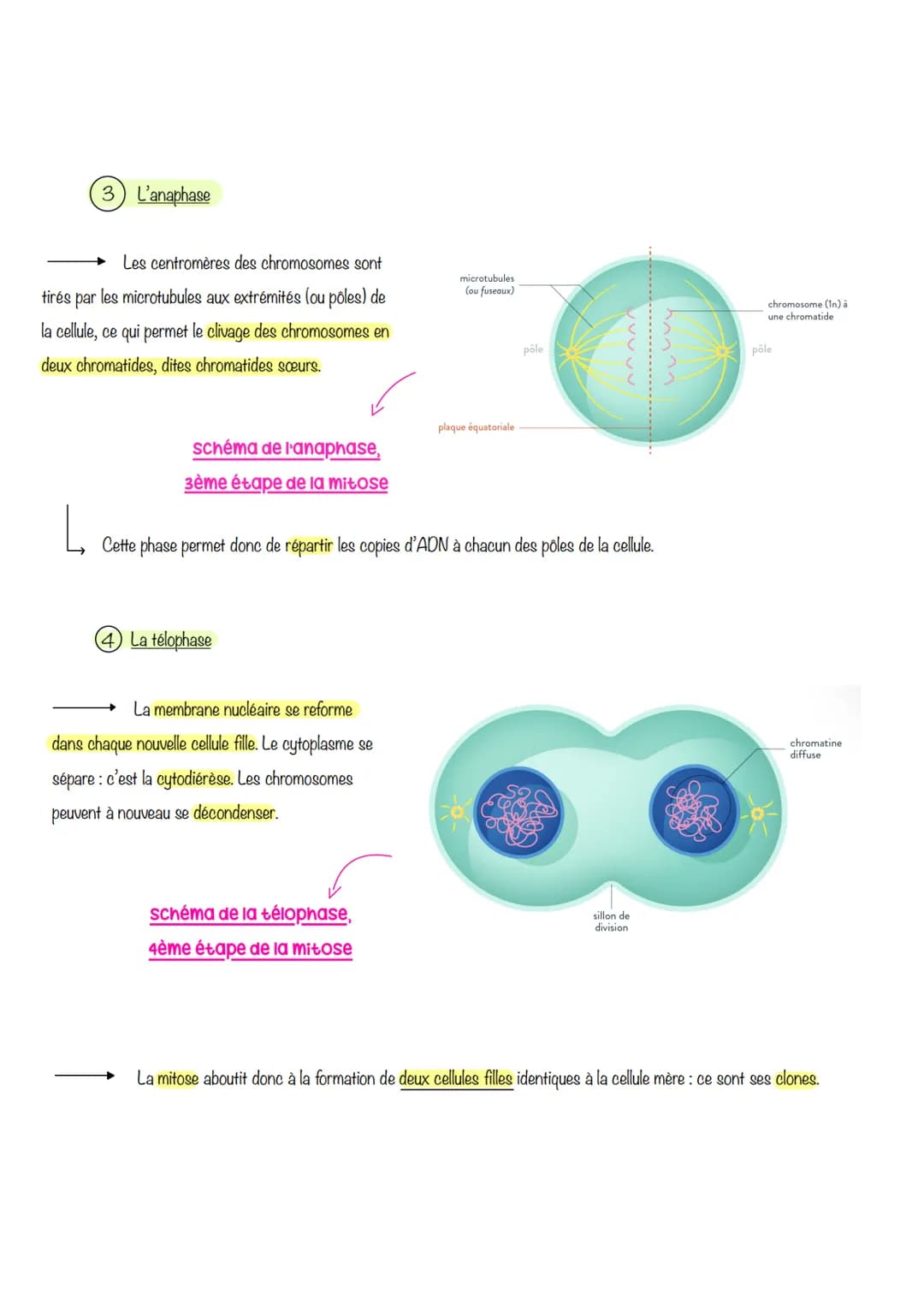 # sciences de lu Vie et de lau
terre
# Chapitre 1: Le Cycle
cellulaire des eucaryotes
I-LA MITOSE: UNE REPRODUCTION CONFORME DE LA CELLUL