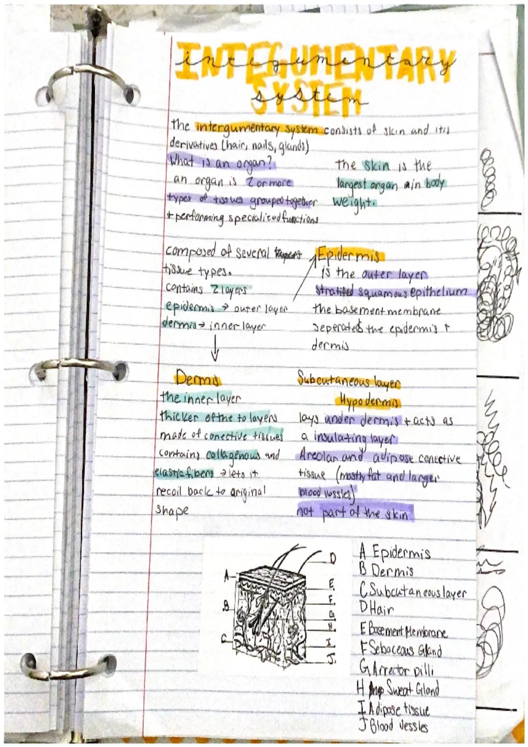 # incegumentarY
system
the intergumentary system consists of skin and itil
derivatives Chair, nails, glands)
What is an organ?
an organ is