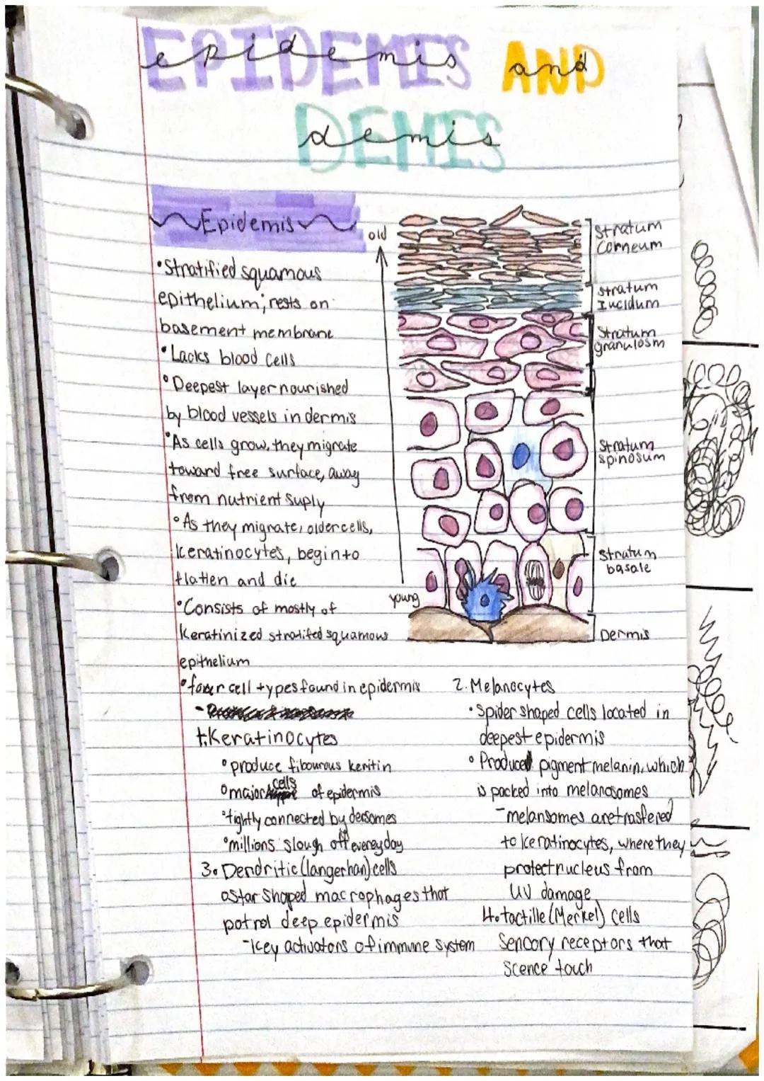# incegumentarY
system
the intergumentary system consists of skin and itil
derivatives Chair, nails, glands)
What is an organ?
an organ is