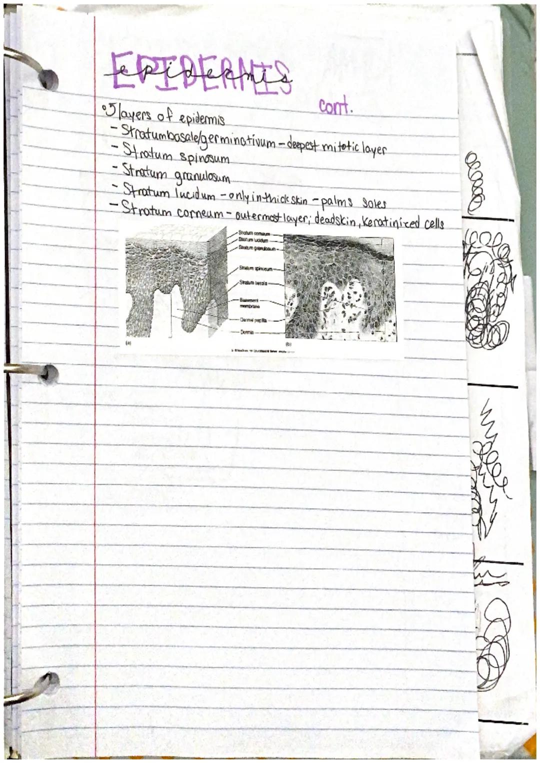 # incegumentarY
system
the intergumentary system consists of skin and itil
derivatives Chair, nails, glands)
What is an organ?
an organ is