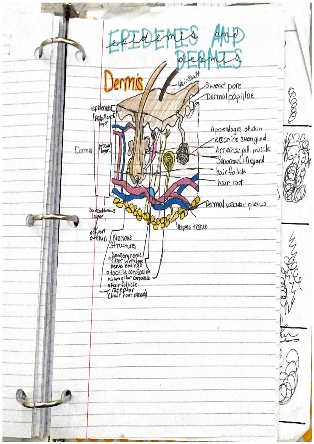 # incegumentarY
system
the intergumentary system consists of skin and itil
derivatives Chair, nails, glands)
What is an organ?
an organ is