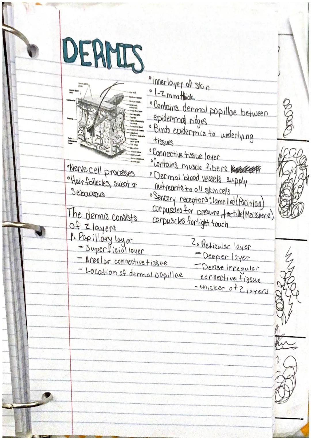 # incegumentarY
system
the intergumentary system consists of skin and itil
derivatives Chair, nails, glands)
What is an organ?
an organ is