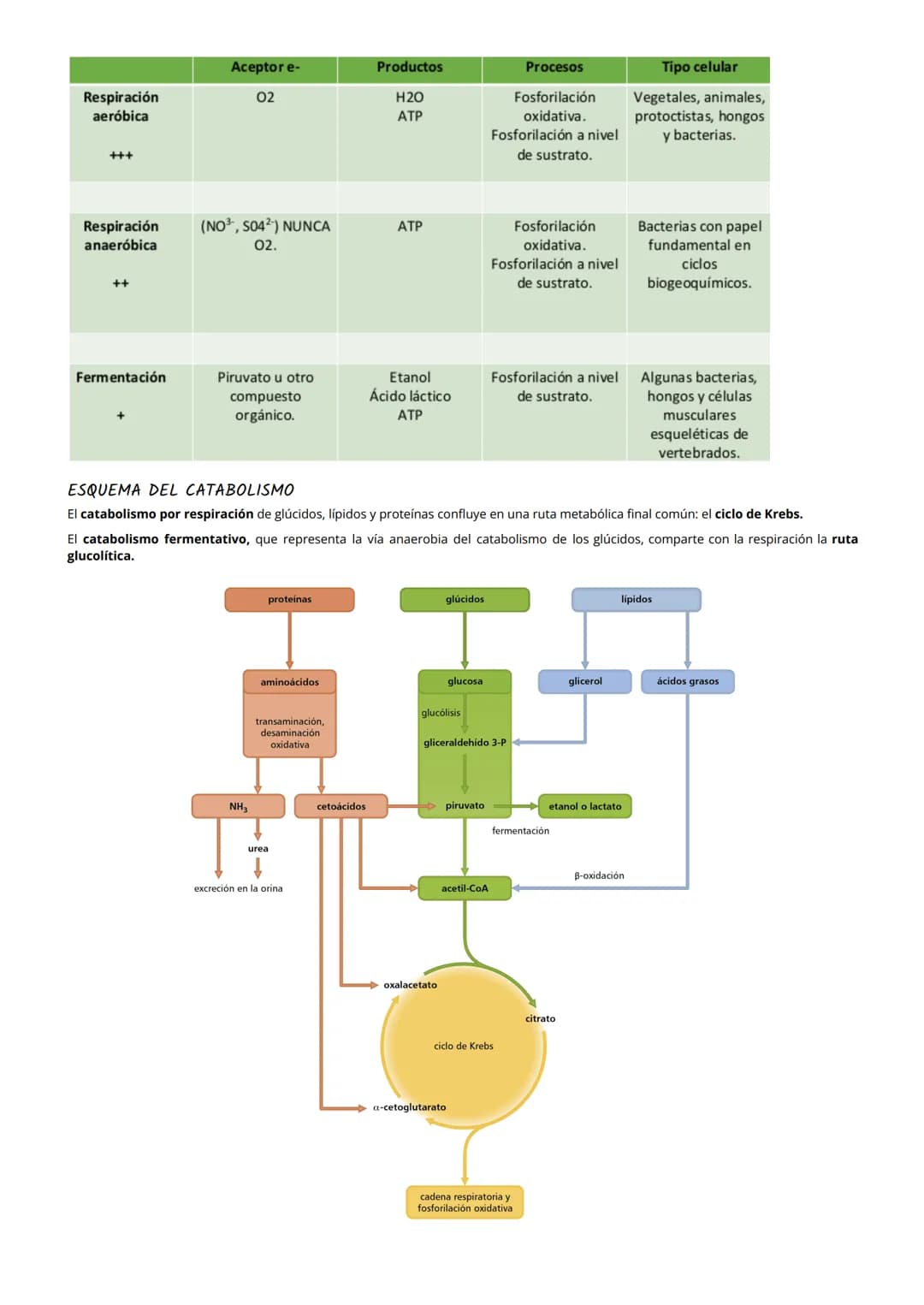 # TEMA 8: Metabolismo: catabolismo
# 1 NUTRICIÓN CELULAR Y METABOLISMO
La nutrición celular es el proceso global de intercambio y transform
