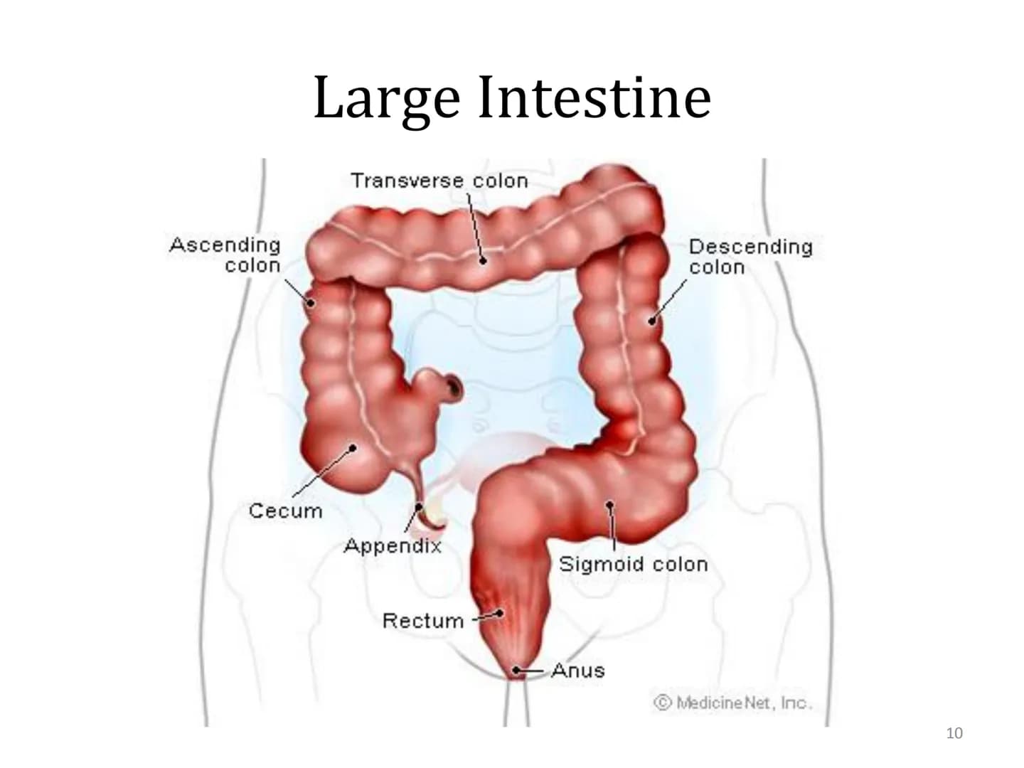# Organ Systems
Digestive System # Need for Digestion
• Cells need a constant supply of nutrients for fuel, growth
and tissue production.