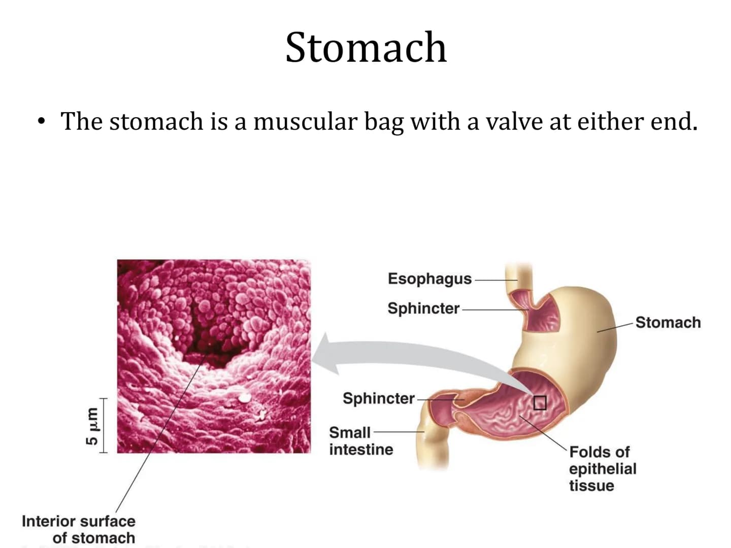 # Organ Systems
Digestive System # Need for Digestion
• Cells need a constant supply of nutrients for fuel, growth
and tissue production.