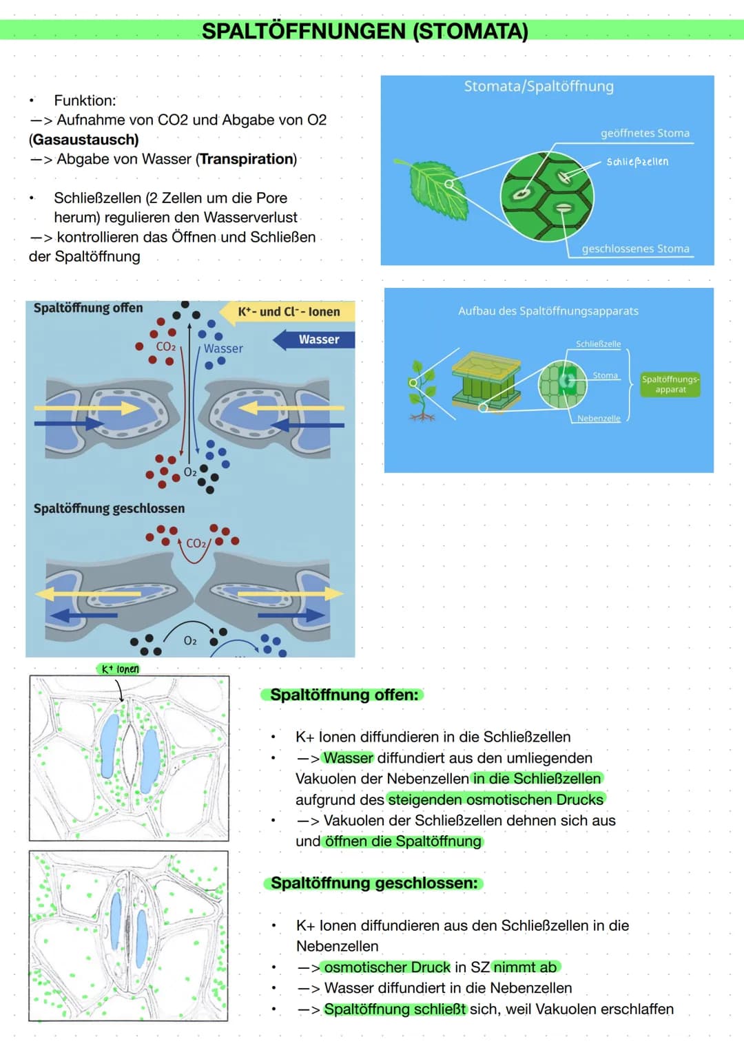 # Ökologie - Fotosynthese
## Aufbau eines Laubblattes
Kutikula ①
obere Epidermis ②
Parenchymzellen ③
(Palisadenparenchym)
Leitbündel ④
Sch