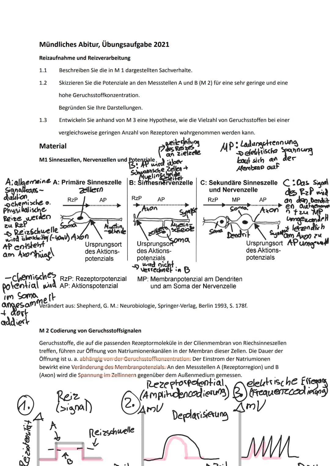 # Mündliches Abitur, Übungsaufgabe 2021
Reizaufnahme und Reizverarbeitung
1.1 Beschreiben Sie die in M 1 dargestellten Sachverhalte.
1.2 S