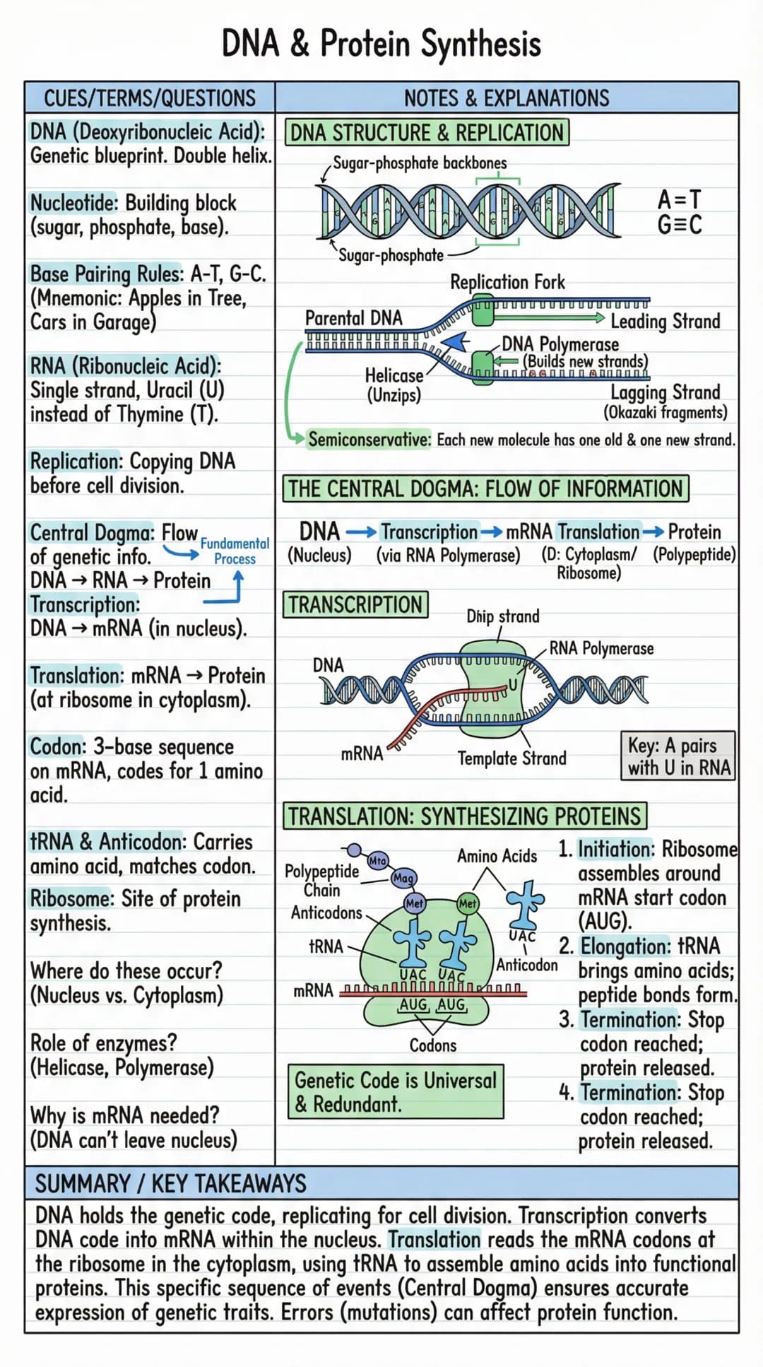 # DNA & Protein Synthesis
CUES/TERMS/QUESTIONS
NOTES & EXPLANATIONS
DNA (Deoxyribonucleic Acid): DNA STRUCTURE & REPLICATION
Genetic bluep