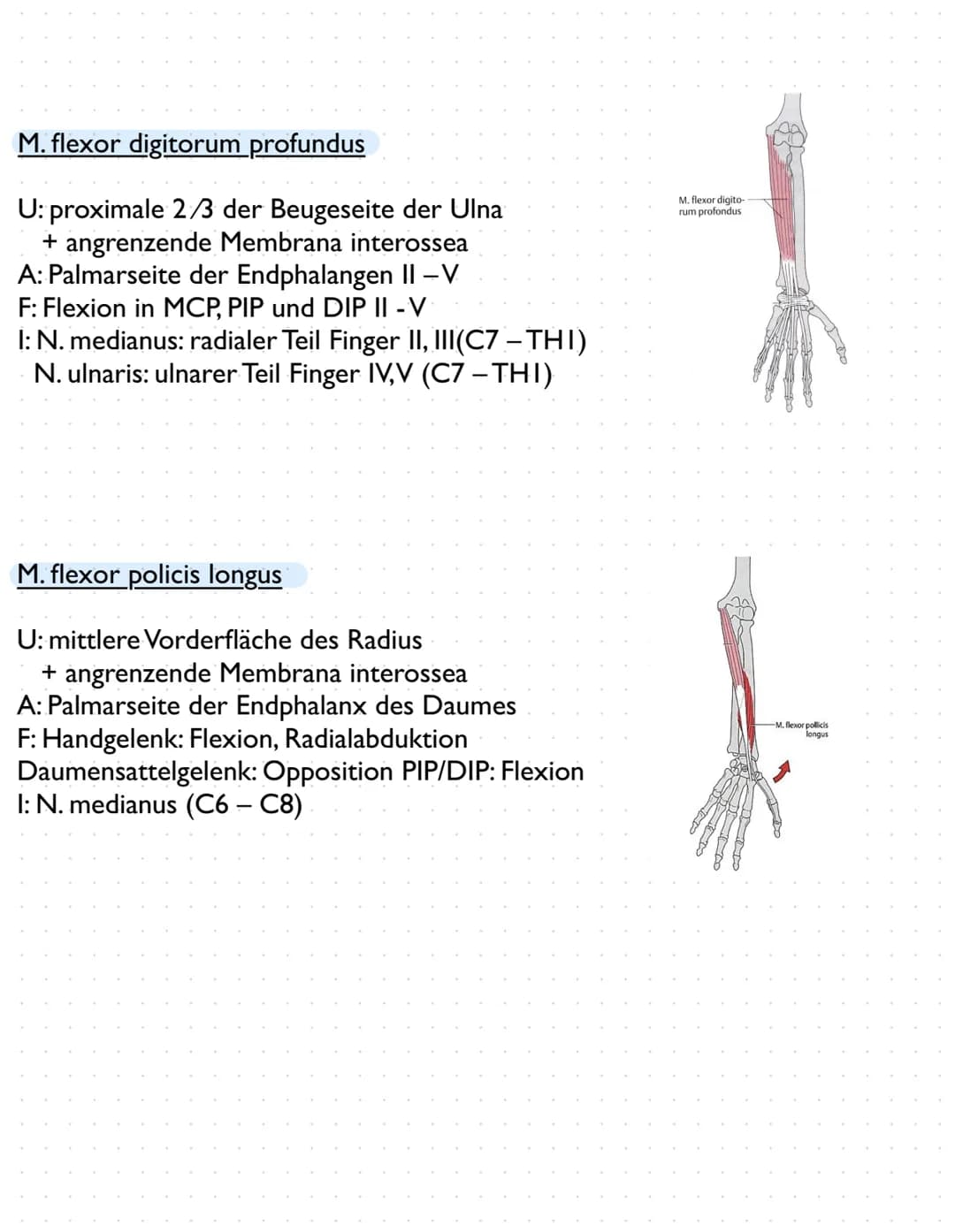 Sulcus intertubercut Tuberculum
Laris
minus
caput
humerer
Tuberculum majus
collumma
anatomi-
crista tuberculi
majoris
cum
couum chirurgi-
cr