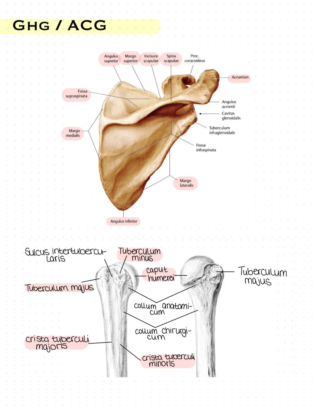 Sulcus intertubercut Tuberculum
Laris
minus
caput
humerer
Tuberculum majus
collumma
anatomi-
crista tuberculi
majoris
cum
couum chirurgi-
cr