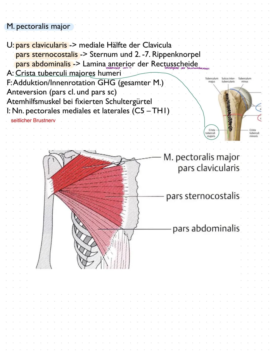 Sulcus intertubercut Tuberculum
Laris
minus
caput
humerer
Tuberculum majus
collumma
anatomi-
crista tuberculi
majoris
cum
couum chirurgi-
cr