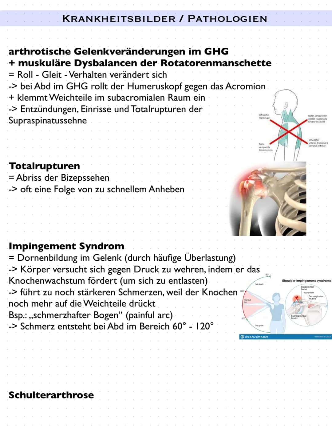 Sulcus intertubercut Tuberculum
Laris
minus
caput
humerer
Tuberculum majus
collumma
anatomi-
crista tuberculi
majoris
cum
couum chirurgi-
cr