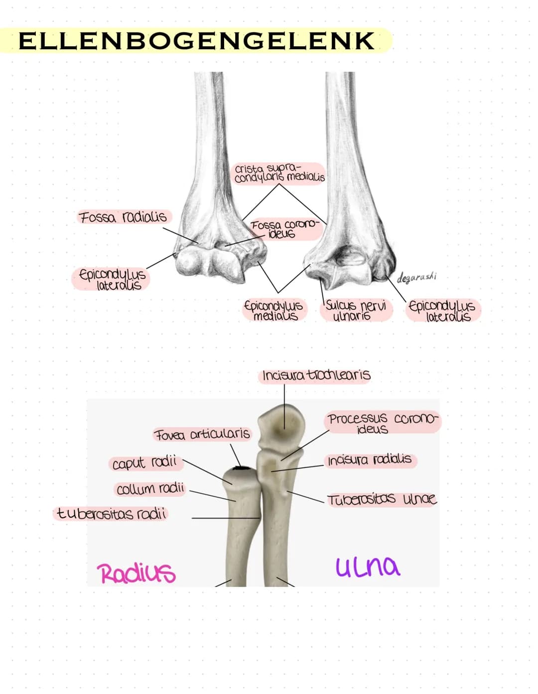 Sulcus intertubercut Tuberculum
Laris
minus
caput
humerer
Tuberculum majus
collumma
anatomi-
crista tuberculi
majoris
cum
couum chirurgi-
cr