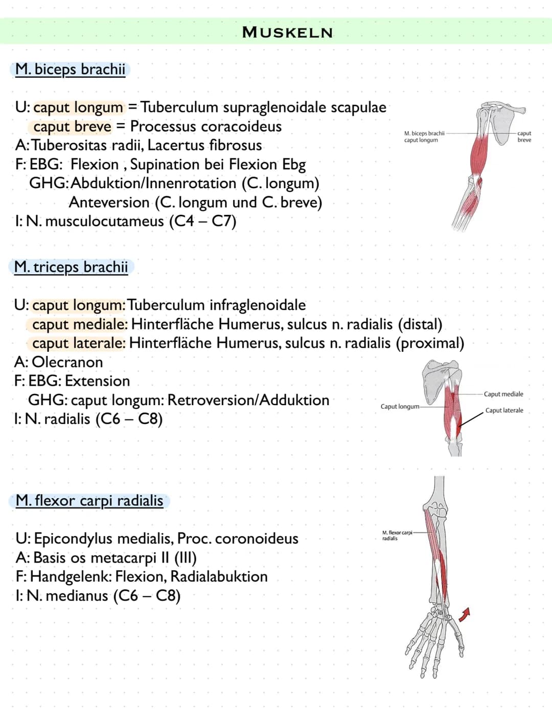 Sulcus intertubercut Tuberculum
Laris
minus
caput
humerer
Tuberculum majus
collumma
anatomi-
crista tuberculi
majoris
cum
couum chirurgi-
cr