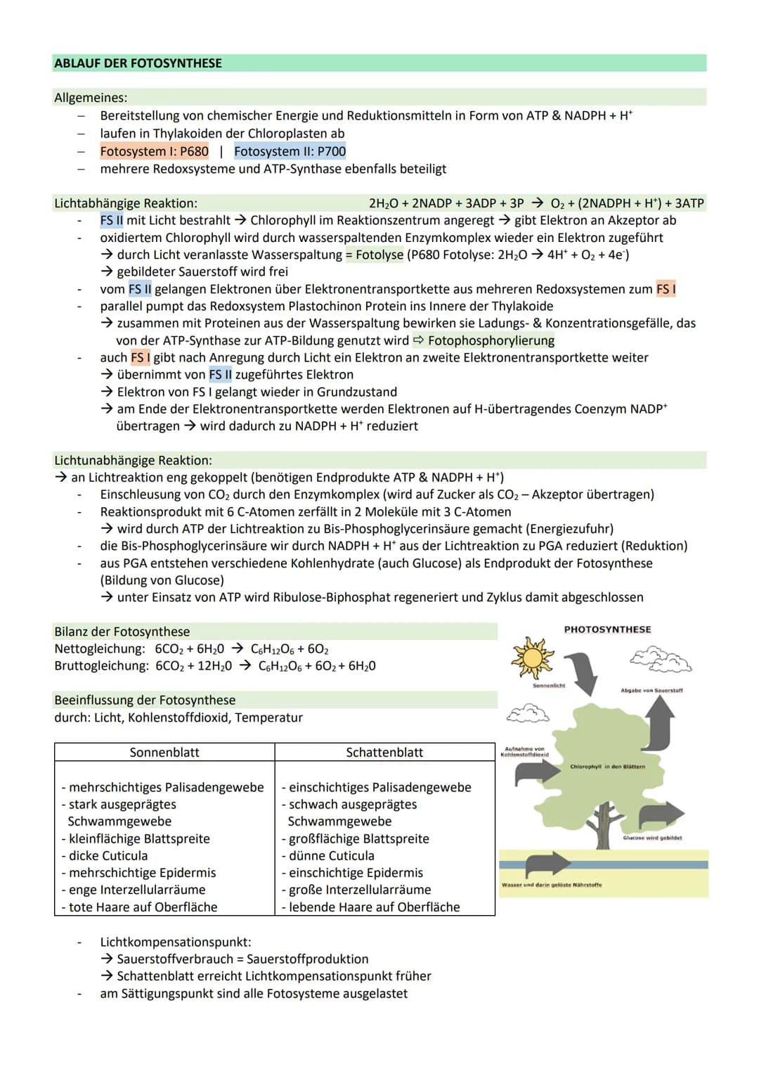 # STOFFWECHSEL / ZYTOLOGIE
PROKARYOTEN / EUKARYOTEN
| Eucyte / Eukaryoten | Procyte / Prokaryoten