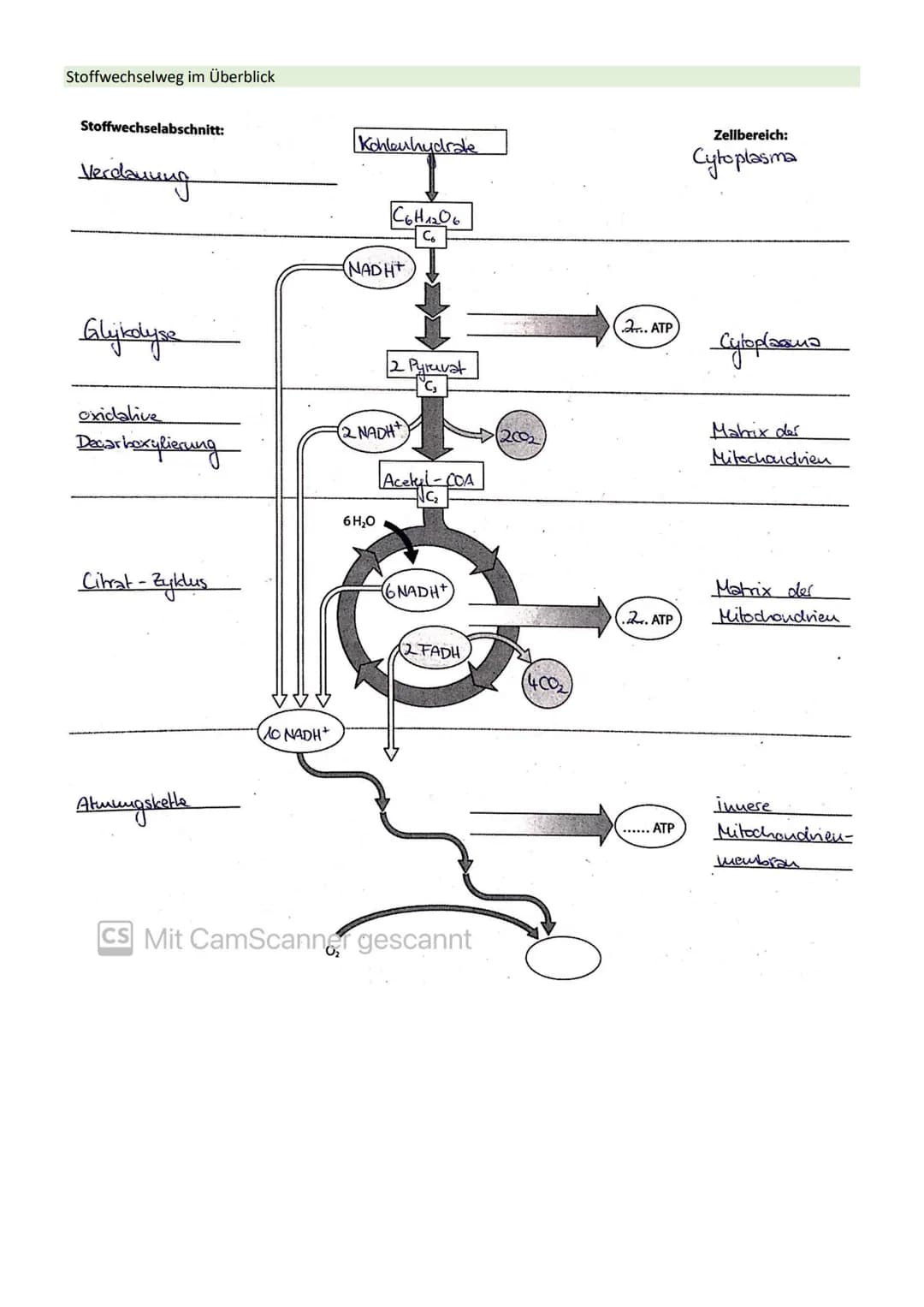 # STOFFWECHSEL / ZYTOLOGIE
PROKARYOTEN / EUKARYOTEN
| Eucyte / Eukaryoten | Procyte / Prokaryoten