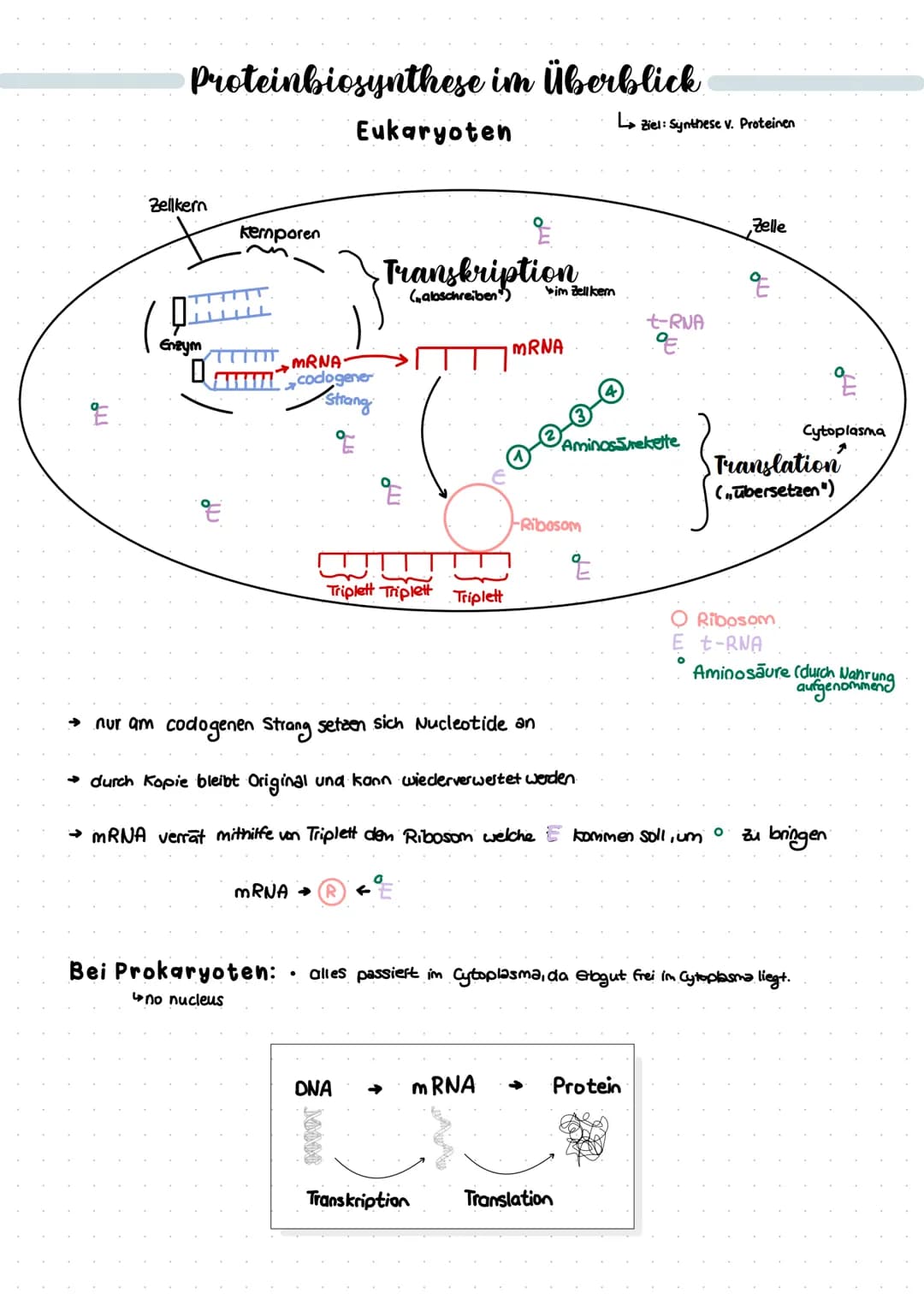 # Proteinbiosynthese im Überblick
Eukaryoten
L→Ziel: Synthese v. Proteinen
Zellkern
Kemporen
Transkription
(albschreiben")
E
(
Enzy