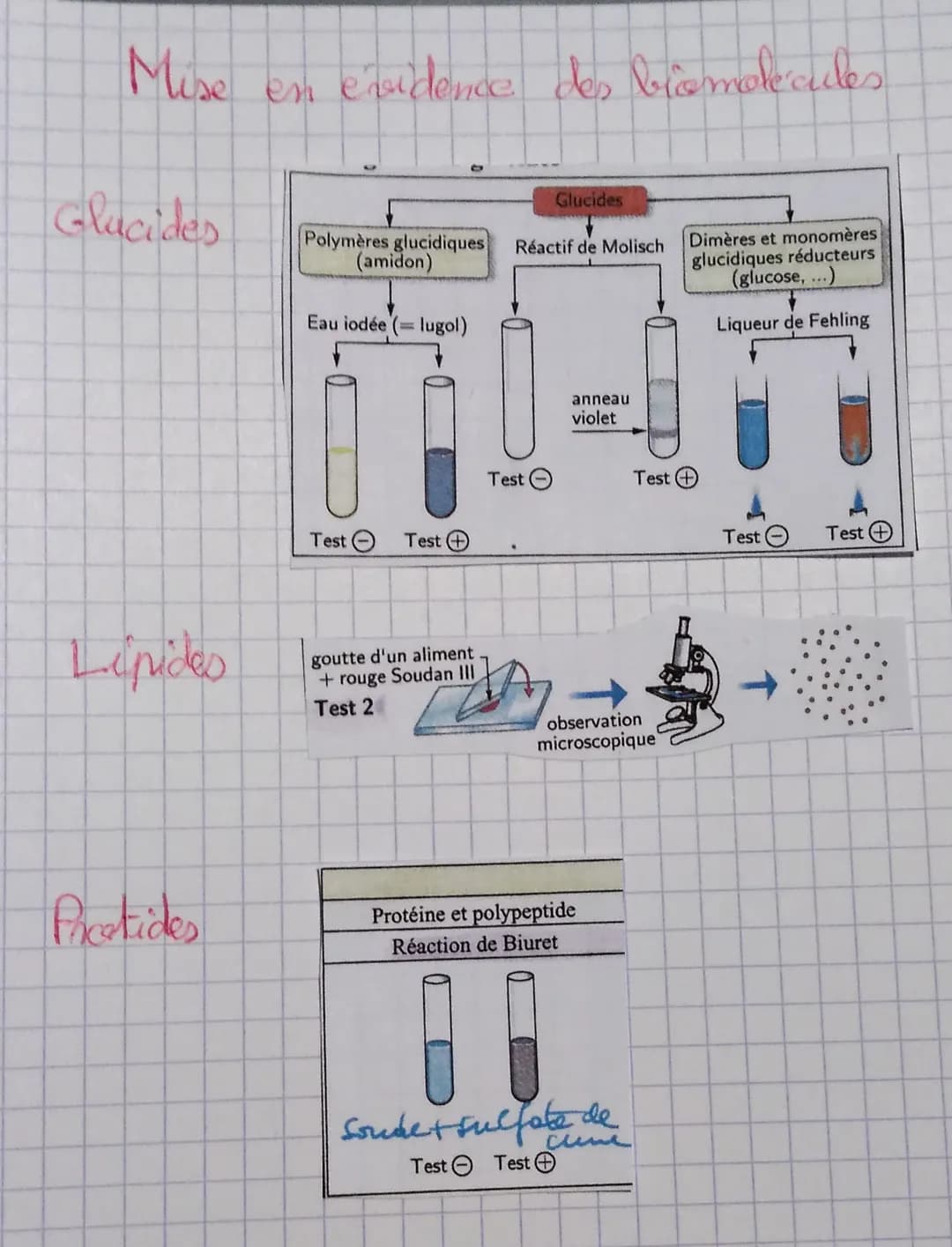 Mise en évidence des biomolecules
Glucides
Polymères glucidiques Réactif de Molisch
Glucides
(amidon)
Eau iodée (= lugol)
Dimères et mono
