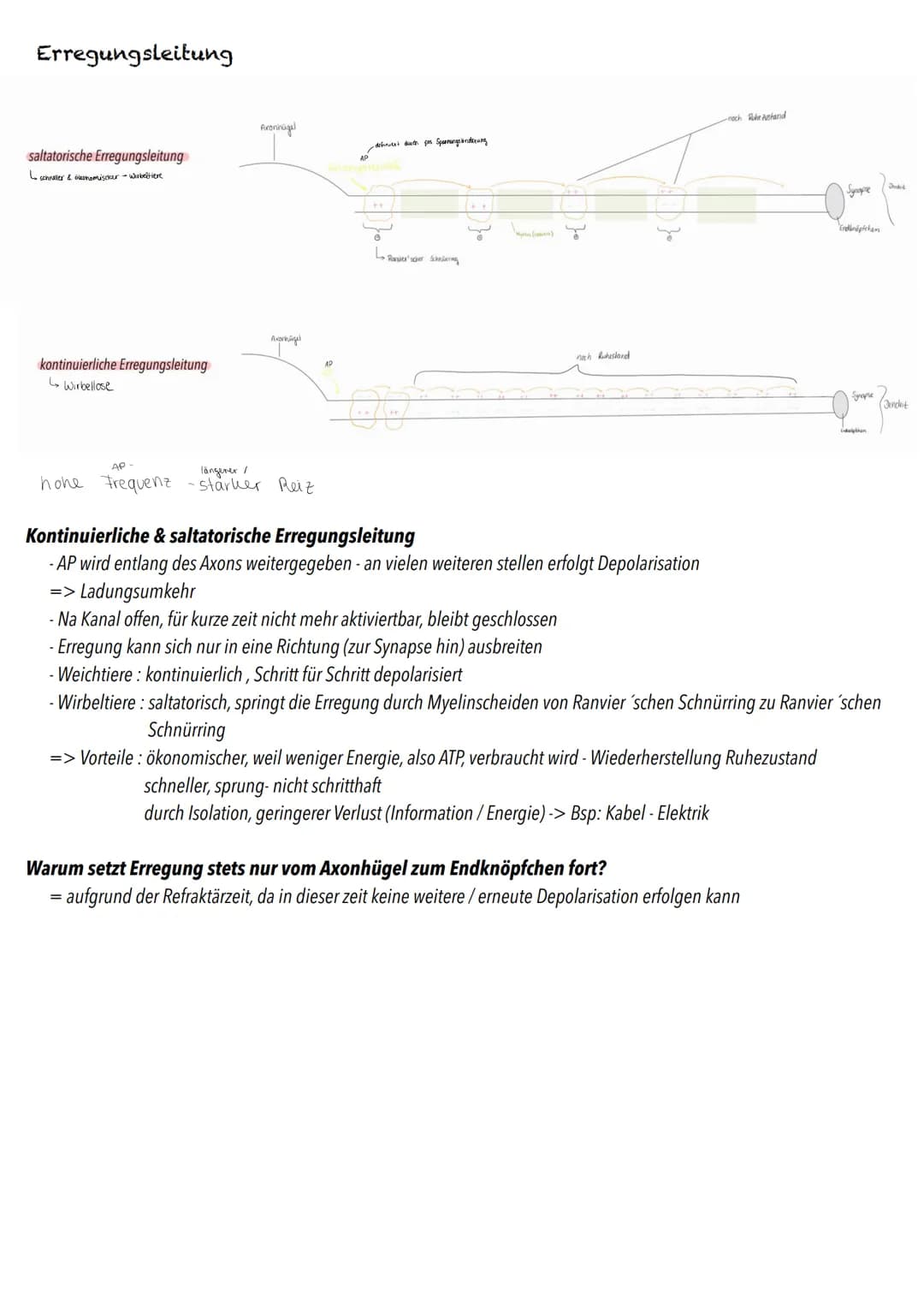 Q3
Neurobiologie # BIOLOGY Abitur Checkliste - Themenübersicht
Neurobiologie
Bau und Funktion der Nervenzelle: Ruhepotenzial, Aktionspoten